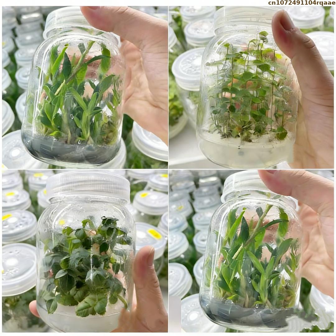 Высококачественный агар-агар д – обзор и цена Agar Tissue Culture